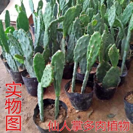 沭阳县米邦塔 5~10公分