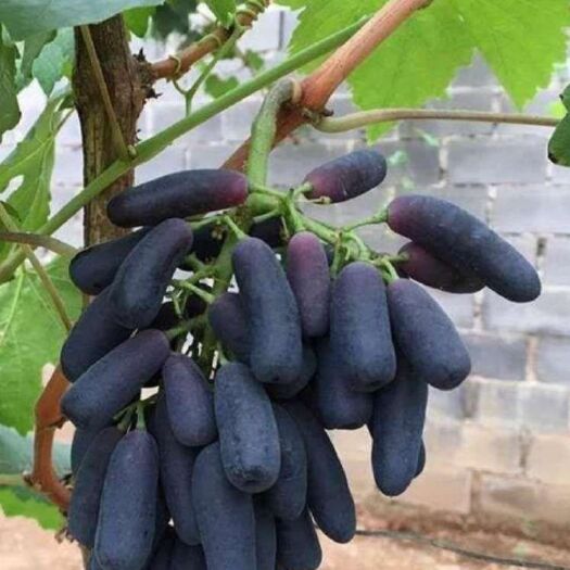 平邑县蓝宝石葡萄苗 