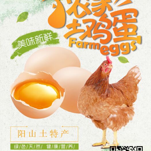 阳山县土鸡蛋 食用 礼盒装 