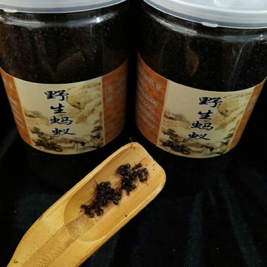 通化县蚂蚁