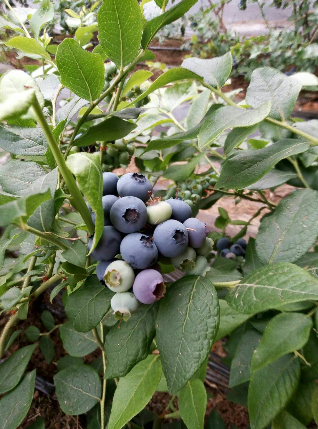 北陆蓝莓 12 - 14mm以上 鲜果 