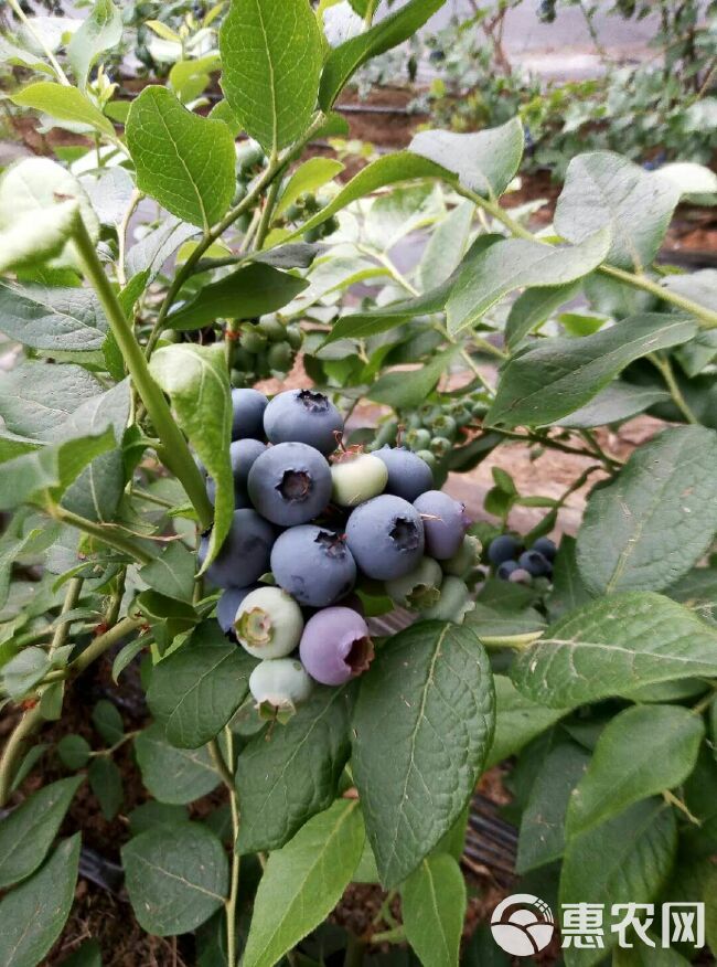 北陆蓝莓 12 - 14mm以上 鲜果 