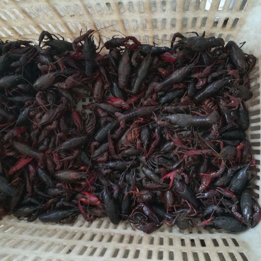息县中国小龙虾 4-6钱 稻田虾