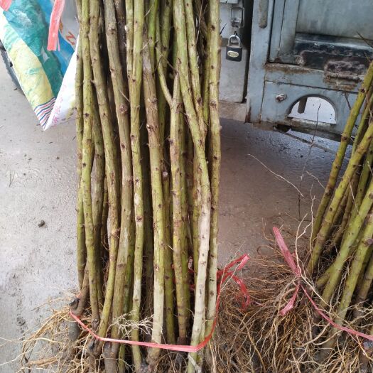 平邑县蒙阳红石榴苗
