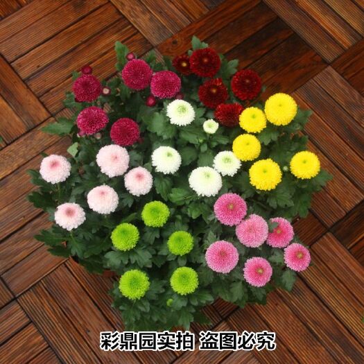 南昌县乒乓菊  乒乓球菊种子
