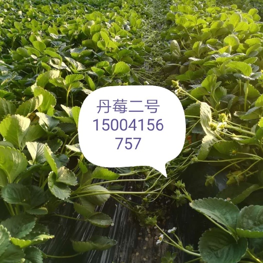 东港市丹莓2号苗 10公分以下 地栽苗 