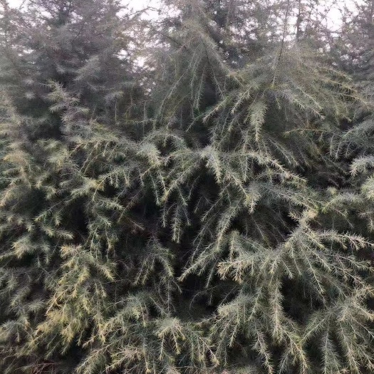 驻马店普通雪松