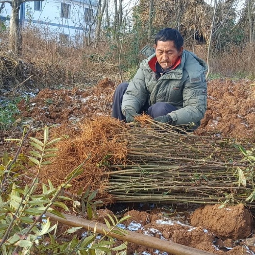 昭通青花椒苗 