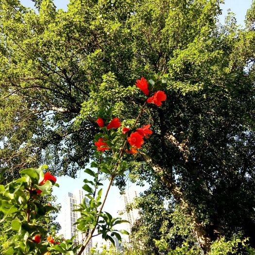 荥阳市花石榴 