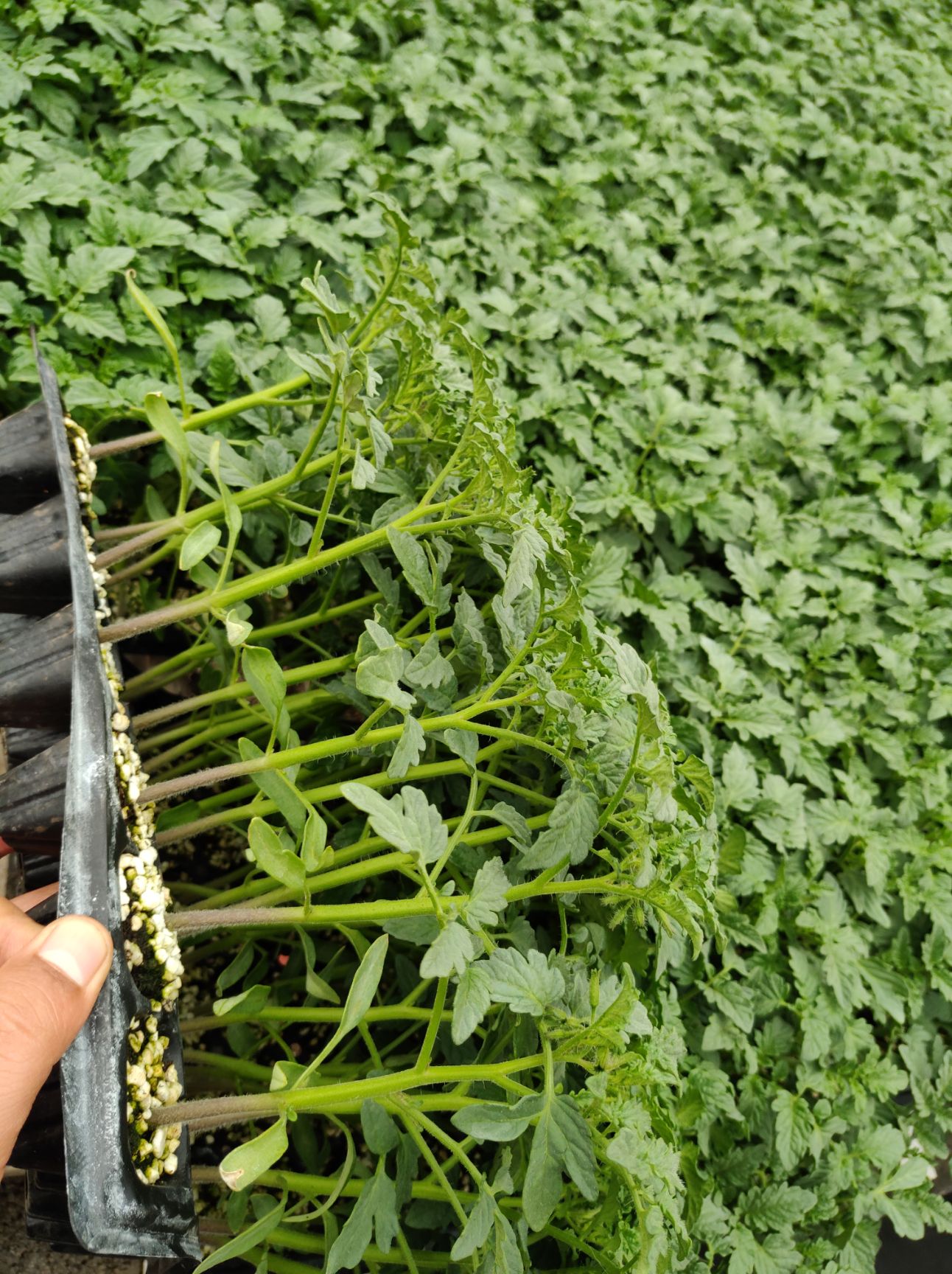 硬粉番茄苗四两叶一心