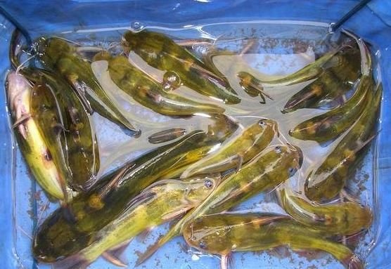 广州黄骨鱼苗 池塘黄颡鱼 杂交单性黃 有自孵水花