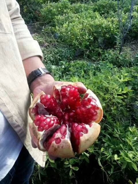 平邑县蒙阳红石榴苗 
