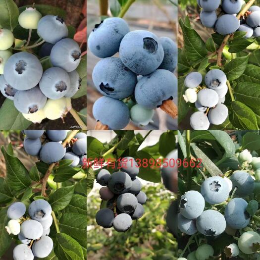 丹东北陆蓝莓 15mm以上 鲜果 