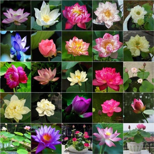 沭阳县碗莲种子 