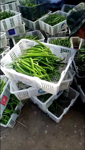 景洪市二荆条辣椒 10~15cm 微辣 靑色 