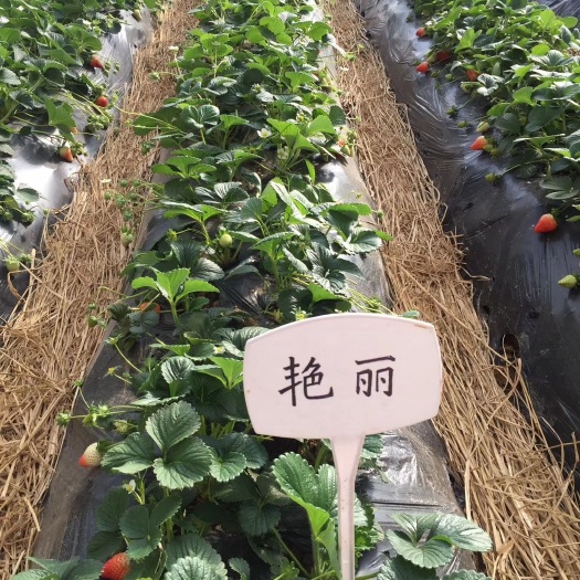 东港市艳丽草莓苗 10公分以下 地栽苗 