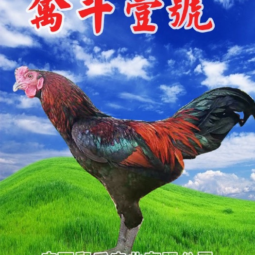 南宁杂交斗鸡苗 禽斗一号