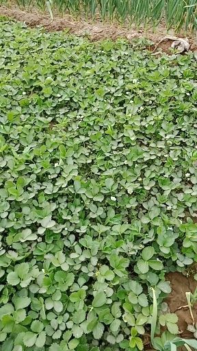 中牟县法兰地草莓苗 地栽苗 10~20公分