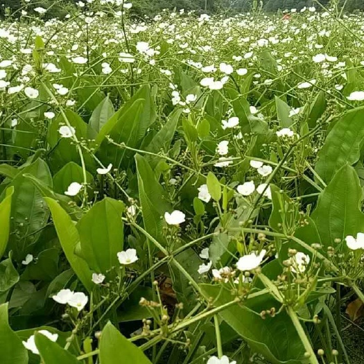 梧州泽泻 