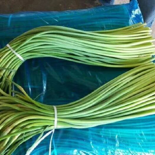 红帽蒜薹 金乡蒜薹代发全国各地 长年精加工蒜薹