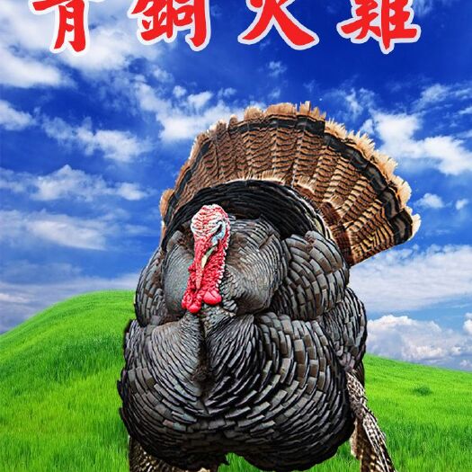 南宁火鸡苗 
