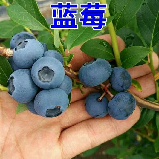 平邑县兔眼蓝莓苗 口感好，现挖苗，带土发货，成活率高
