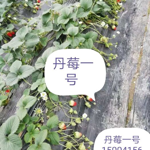 东港市丹莓2号苗 10公分以下 地栽苗 