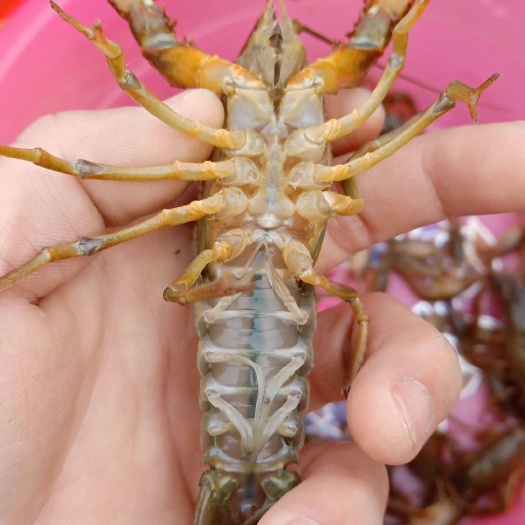 当阳市小红虾