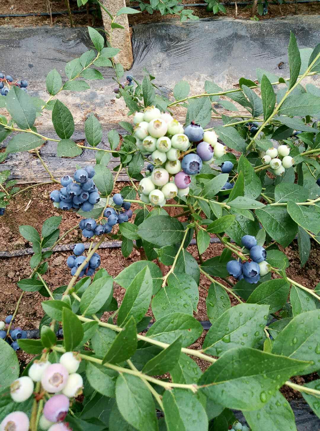 北陆蓝莓 12 - 14mm以上 鲜果 