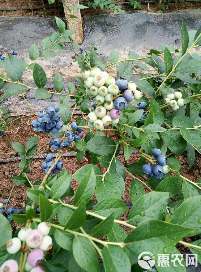 北陆蓝莓 12 - 14mm以上 鲜果 