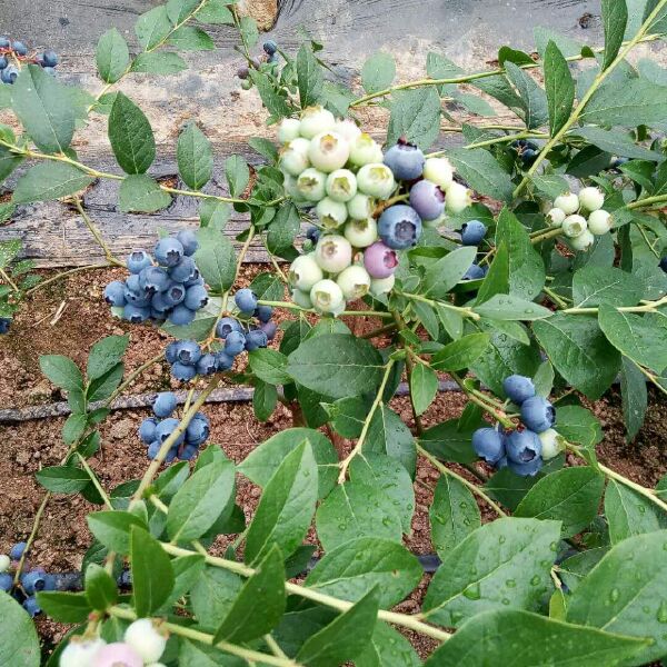 北陆蓝莓 12 - 14mm以上 鲜果 