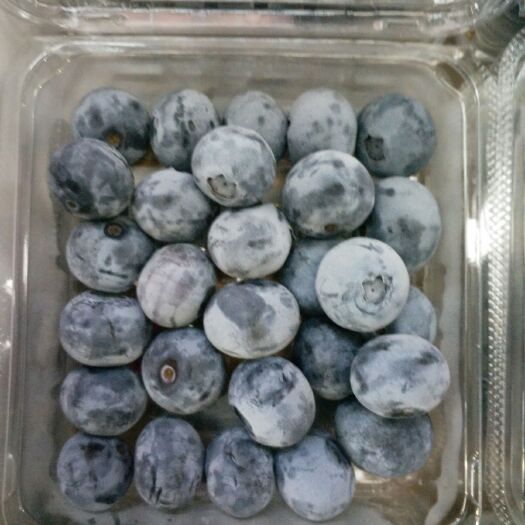 上海佳沃蓝莓 15mm以上 鲜果 云南山地蓝莓