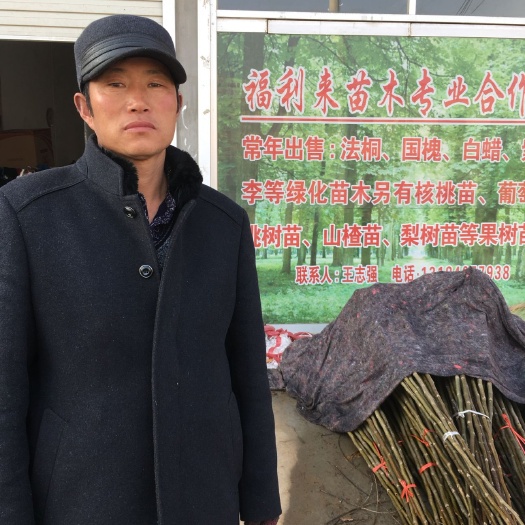 巨野县8518核桃苗 