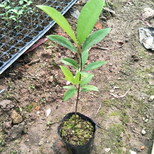 广州巴西樱桃苗庭院盆栽果苗