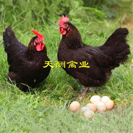 衡阳黑鸡苗 散养土鸡苗 黑土鸡苗 包做疫苗 全国发货