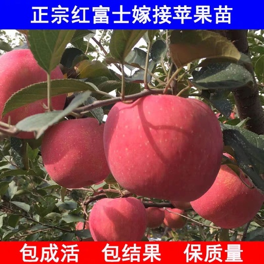 平邑县红富士苹果苗 1~1.5米 