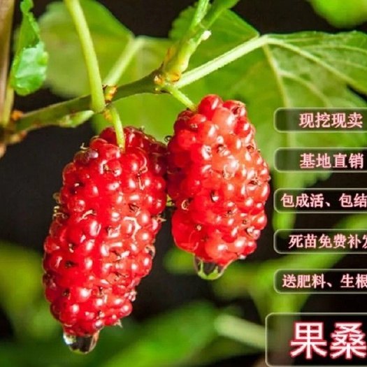 平邑县果桑苗