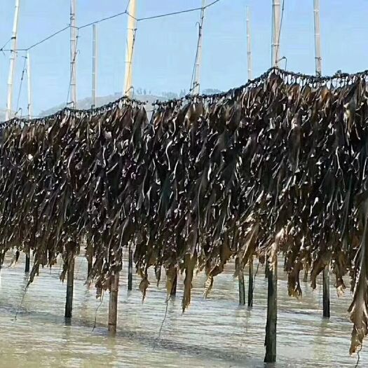 霞浦县霞浦海带