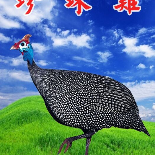 南宁珍珠鸡苗 