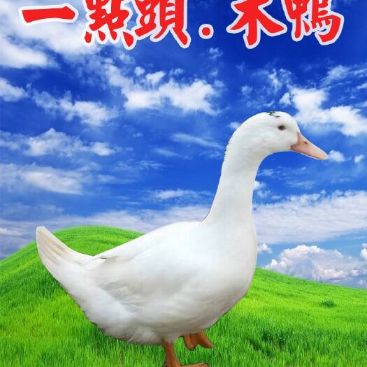 南宁骡鸭苗 