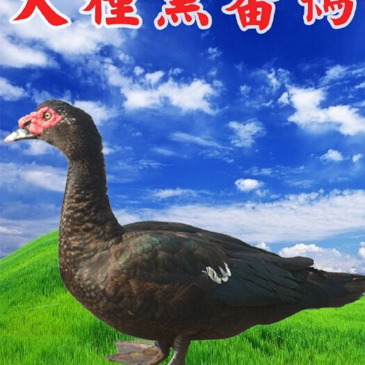 南宁黑番鸭苗