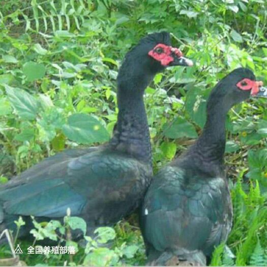 钦州西洋鸭苗 