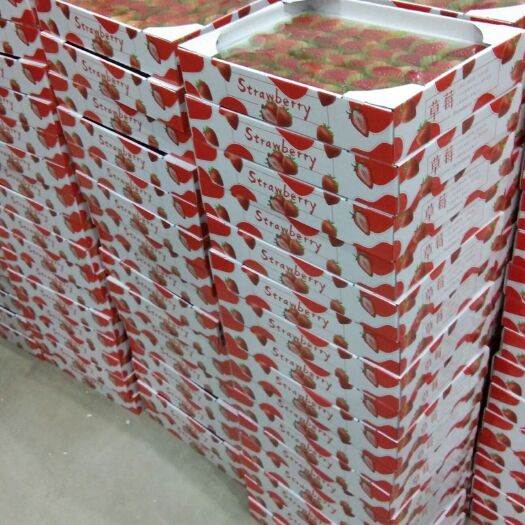 东港市丹东草莓 20克以上 