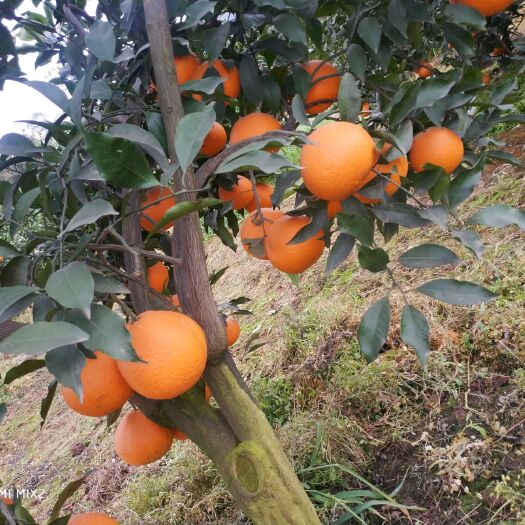 资阳青见柑桔  青见年初大量销售，汁多皮薄