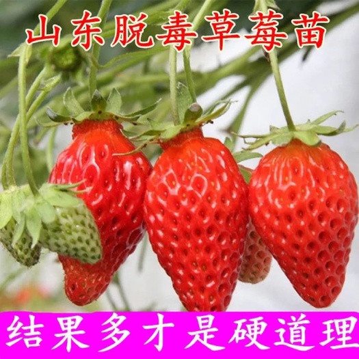 平邑县四季草莓苗 20~30公分 地栽苗 
