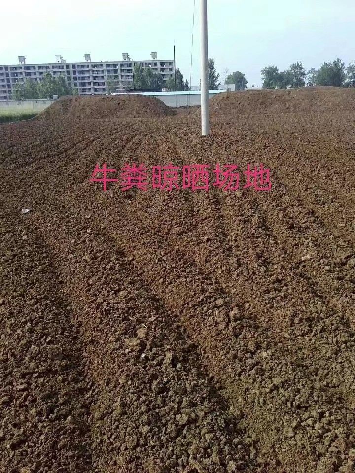 纯干牛粪，晒干纯牛粪，风干牛粪，干牛粪块，牛粪块，牛粪肥厂家
