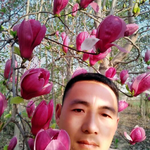 商丘红玉兰 