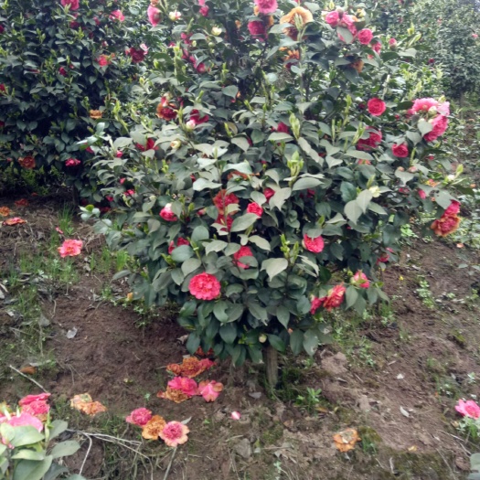 高县七芯茶花 100~140cm 