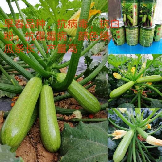 寿光市绿皮西葫芦种子   西葫芦种子  绿盛F1  早春