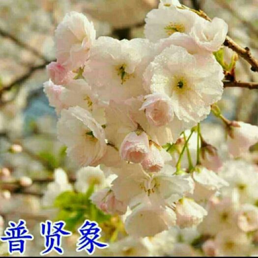 大葉早櫻 0.5~1米 4公分以下